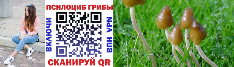 Купить где  Кубинка  Псилоцибиновые грибы GOLDEN TEACHER 